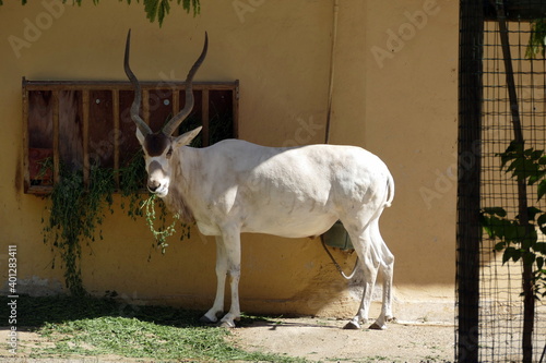 The animals of the biopark of rome,italy (zoological garden)	