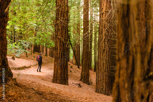 Back view high angle of anonymous tourist with backpack walking on trail in woods of Monte Cabezon Natural Monument of Sequoias in Cantabria and admiring scenery photo