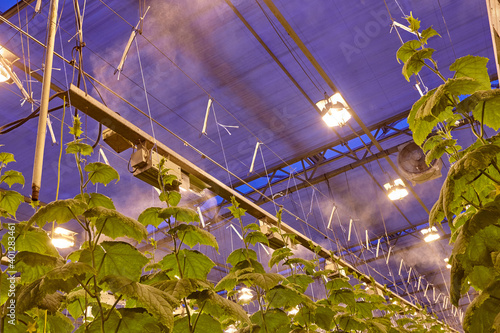 Growing cucumbers in industrial agricultural greenhouses. Lighting and humidification system