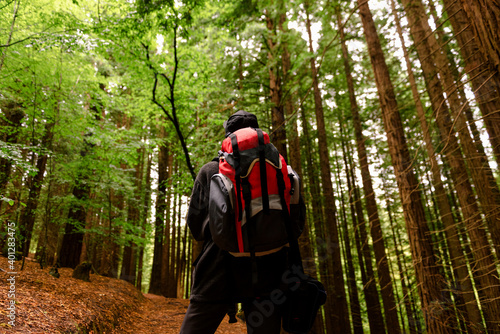 Wallpaper Mural Back view low angle of anonymous tourist with backpack standing on trail in woods of Monte Cabezon Natural Monument of Sequoias in Cantabria and admiring scenery Torontodigital.ca