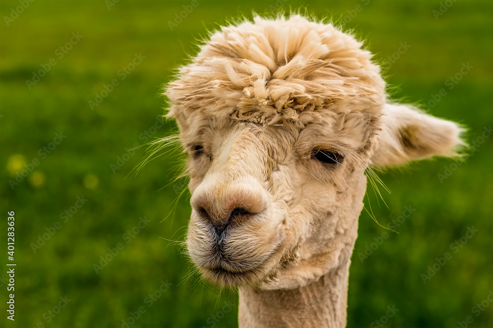 A close-up, face view of a recently sheared, apricot coloured Alpaca in Charnwood Forest, UK on a spring day, shot with face focus and blurred background