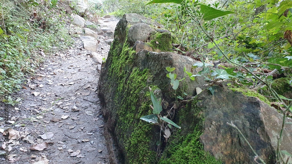 Fototapeta premium stone in the forest