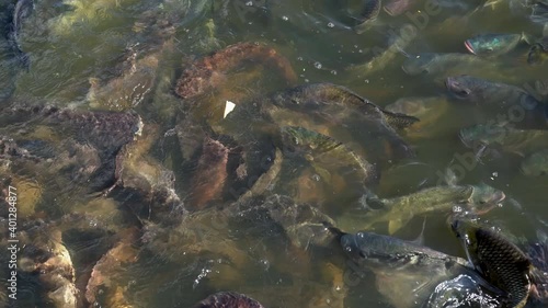 Big fish eating food from people feeding in river photo