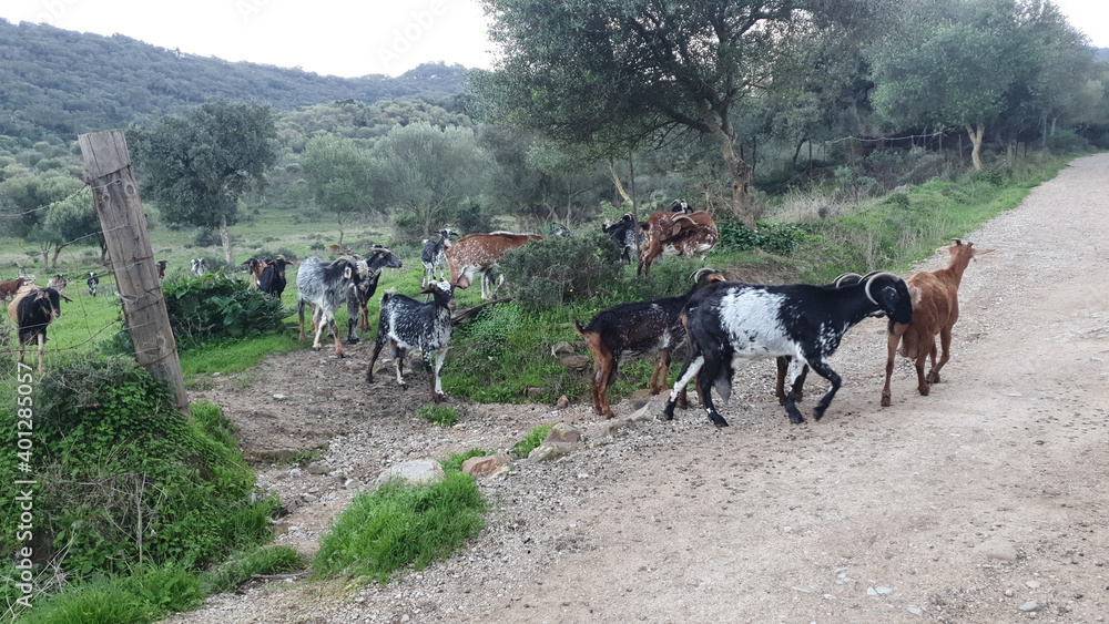 Obraz premium goats group