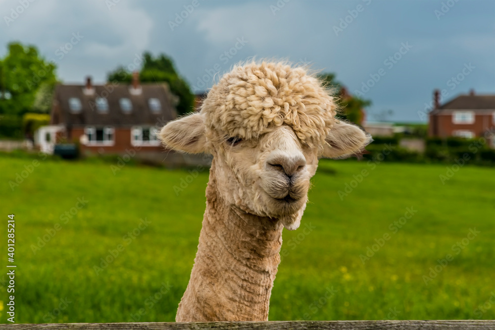 A recently sheared, apricot coloured Alpaca peers over the fence in Charnwood Forest, UK on a spring day, shot with face focus and blurred background A recently sheared, apricot coloured Alpaca peers over the fence in Charnwood Forest, UK on a spring day, shot with face focus and blurred background