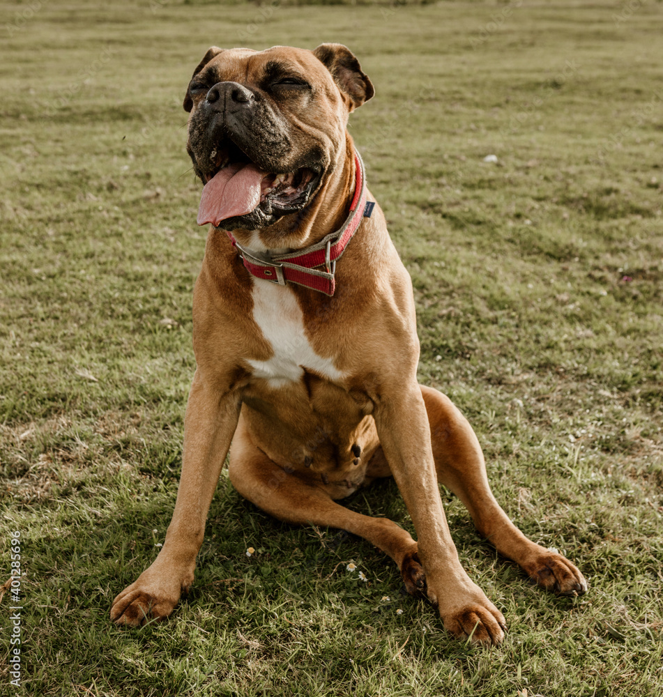 Brown boxer dog sitting on green grass while resting during walk in forest Brown boxer dog sitting on green grass while resting during walk in forest