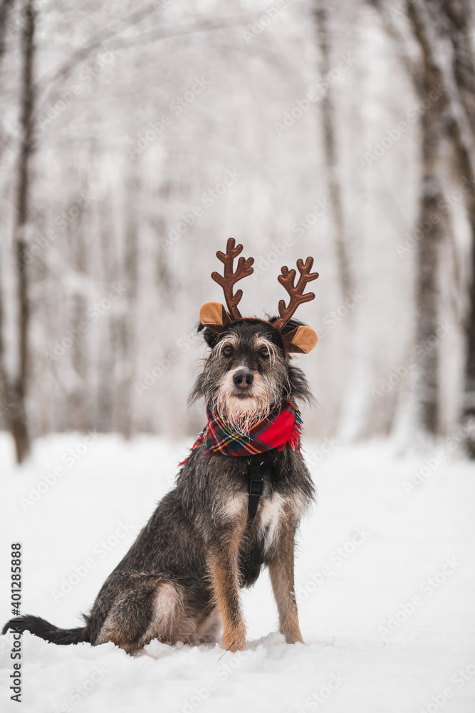 adorable dog with antlers and scarf on his head in snowy forest adorable dog with antlers and scarf on his head in snowy forest