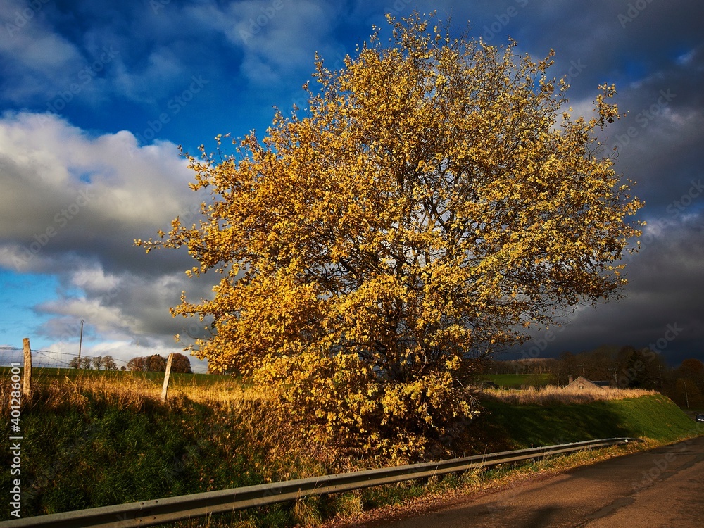 Naklejka premium autumn landscape with road
