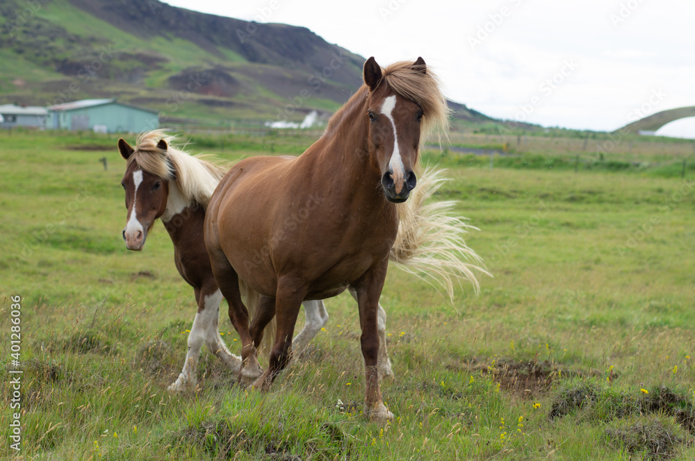 Icelandic horses on the nature.