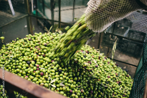 Unrecognizable worker in gloves pouring raw green olives in container for storage in warehouse of factory photo