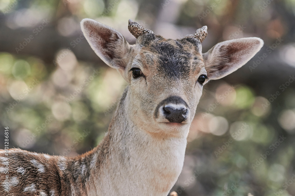 Wild fallow deer with horns standing in forest in between shrubs and trees on sunny day Wild fallow deer with horns standing in forest in between shrubs and trees on sunny day