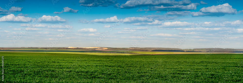 Fototapeta premium panoramic view of green field of winter wheat and lines of fields in the distance, beautiful blue sky with clouds