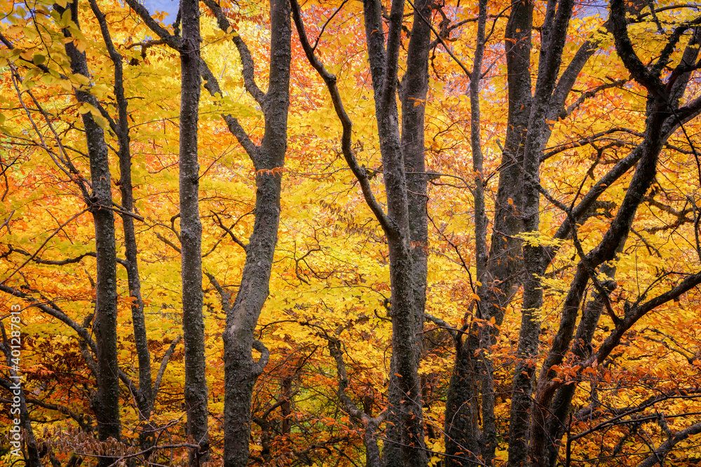 Fototapeta premium Autumn beech forest. Mountain range Demerdzhi, the Republic of Crimea