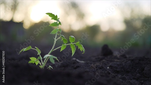 Fotografie Tomato plant