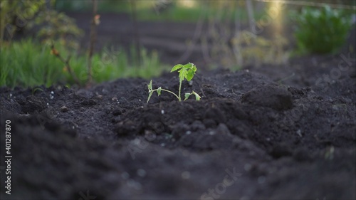 Obraz na płótnie Tomato plant