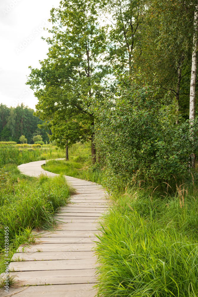 Forest groomed paths in the summer forest of the Meshchersky park. Moscow.