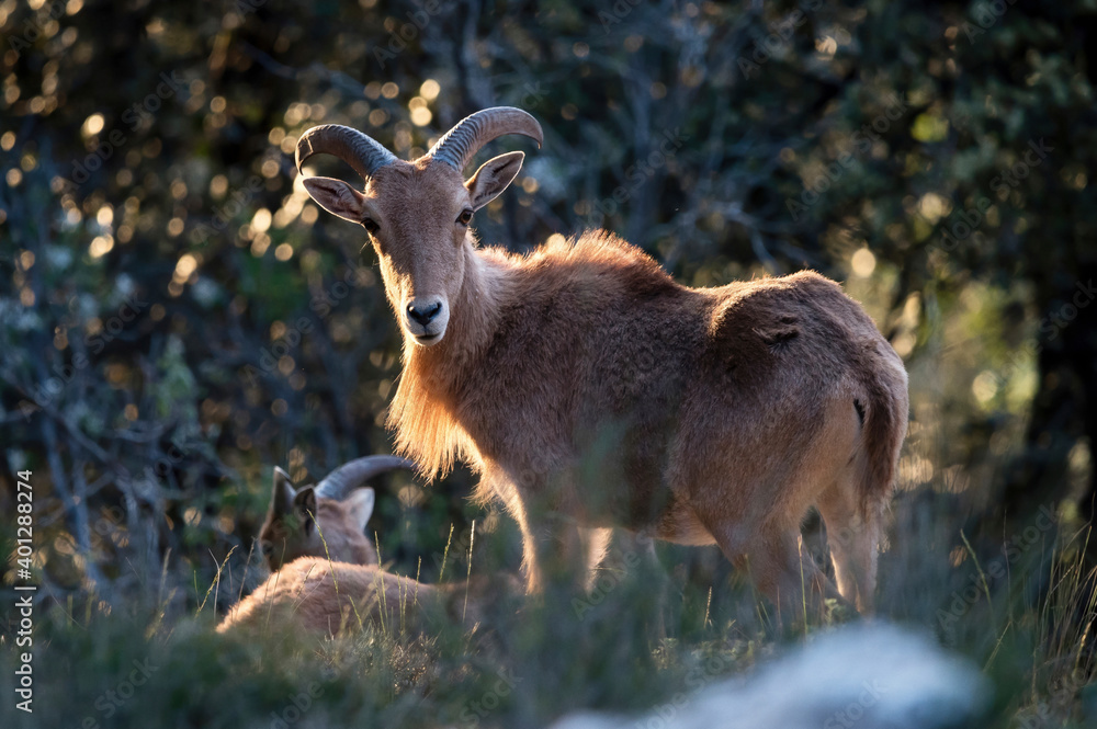 Wild sheep with brown fur and curved horns ranging in bushes Wild sheep with brown fur and curved horns ranging in bushes