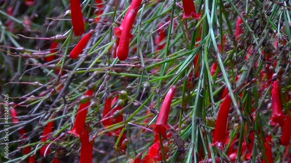 Red flowers of firecracker plant. Russelia equisetiformis. Red flowers of firecracker plant. Russelia equisetiformis.