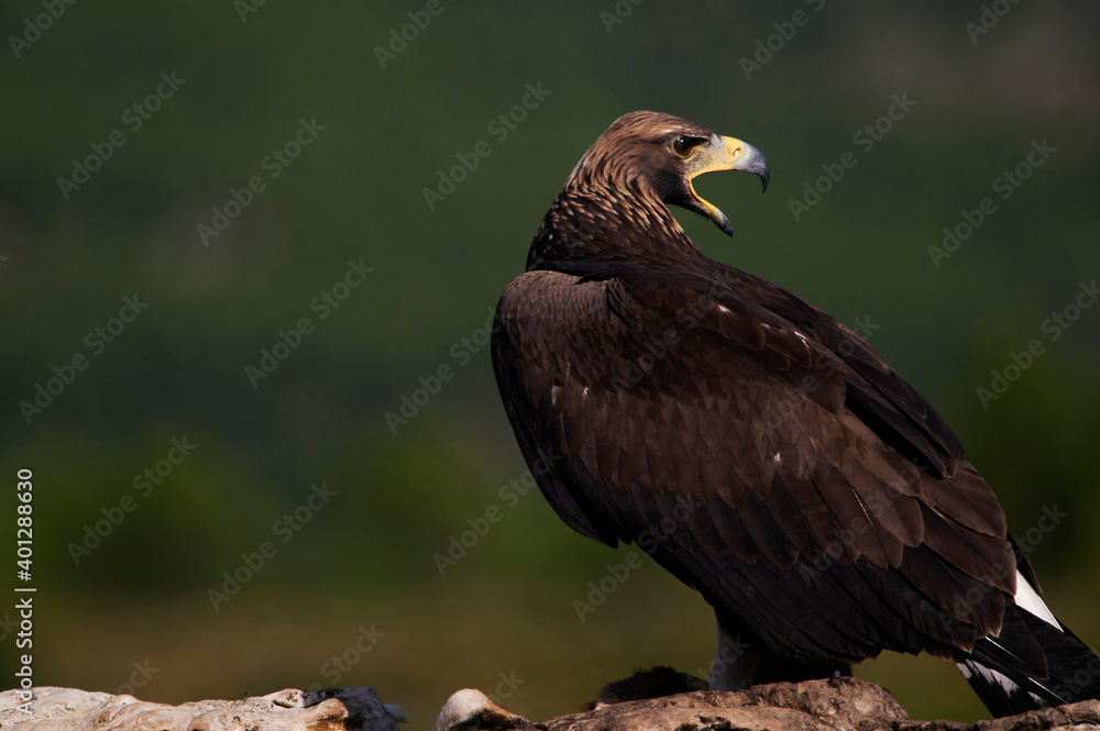 Golden eagle resting in summer day Golden eagle resting in summer day