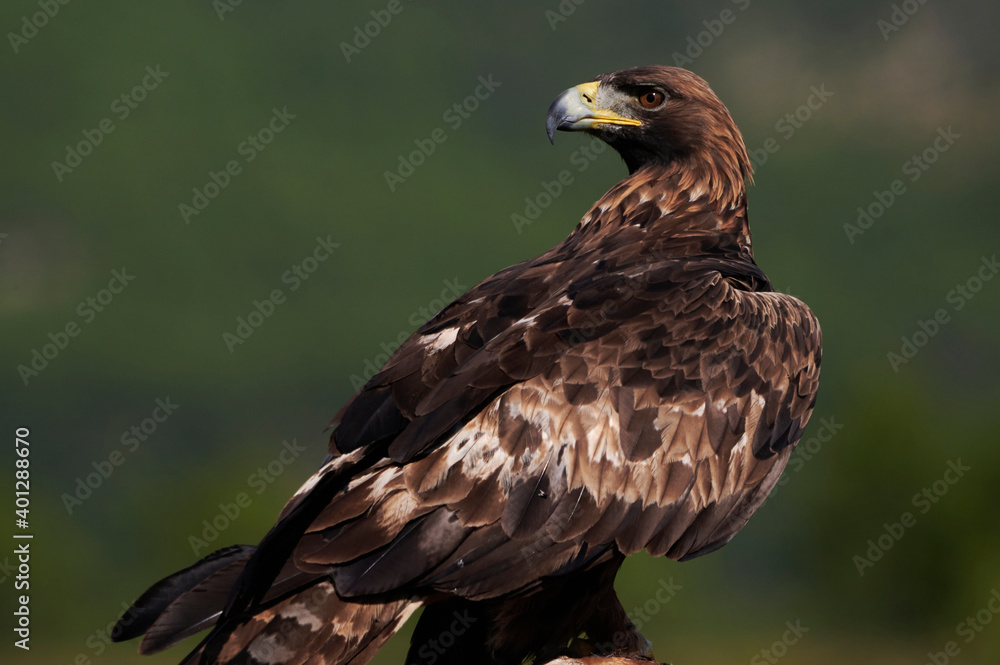 Golden eagle resting in summer day Golden eagle resting in summer day