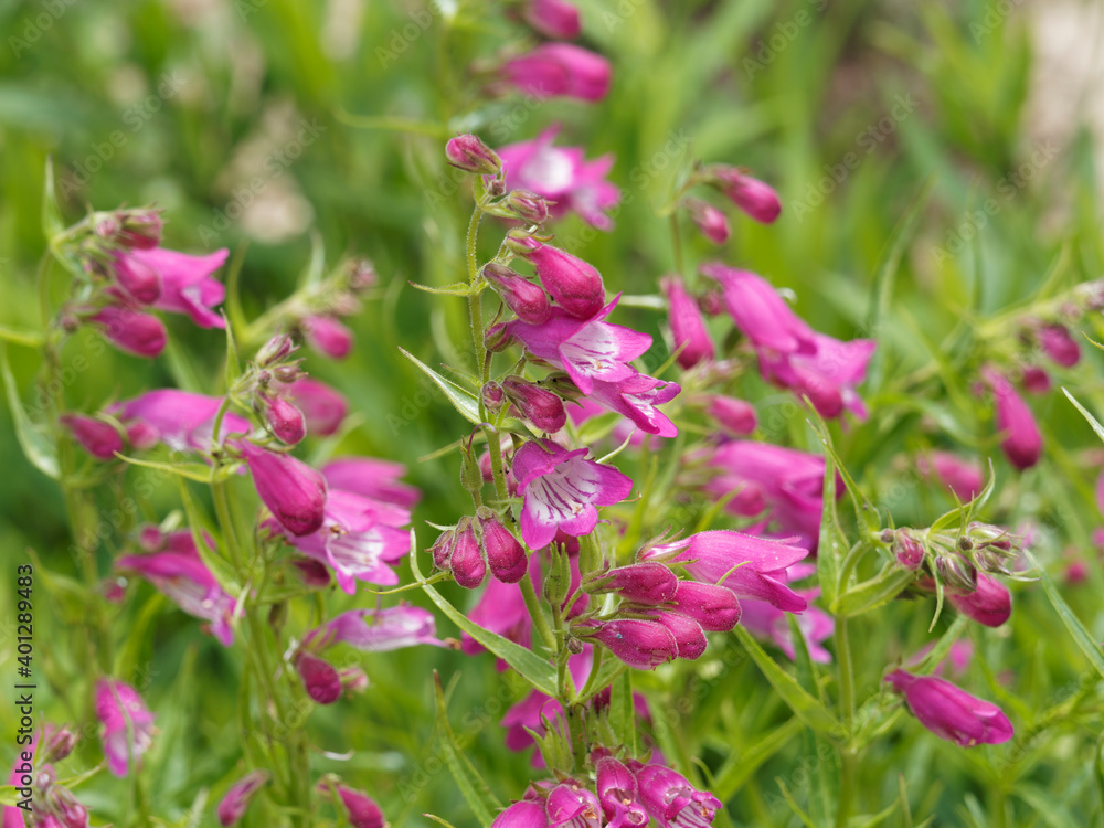 Obraz premium (Penstemon hybrida) Penstemon Rose Quartz 'Novapenros' or Rose Beard tongue. Beautiful spikes of rose tubular flowers, white throats, pink stripes rising above foliage