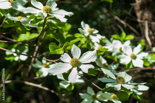 Dogwood blossoms, close-up