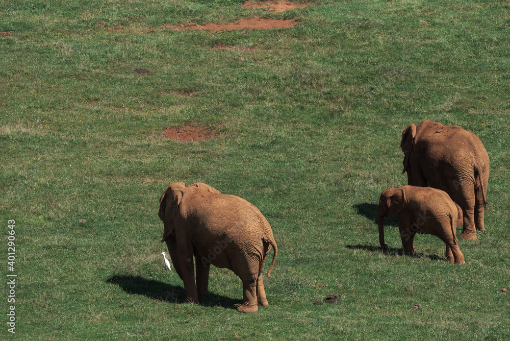 Females and baby African elephant walking up slope together in grassy savanna in natural environment in summer