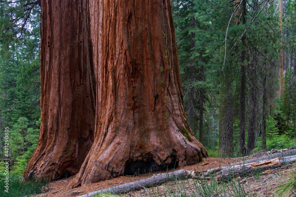 Sequoia tree trunk in Mariposa Grove, Yosemite, California
