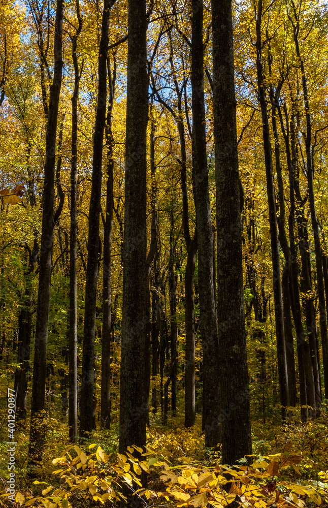 Tall Trees Fall Color Shenandoah National Park