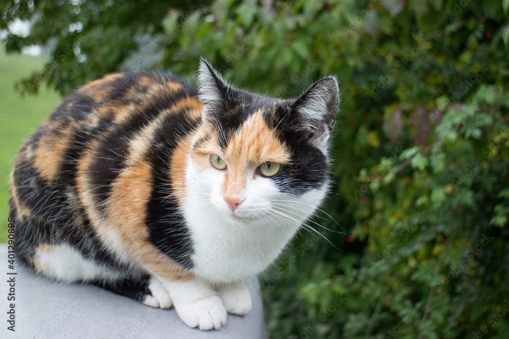 Wunderschöne Calico Katze sitzt auf einer Mauer