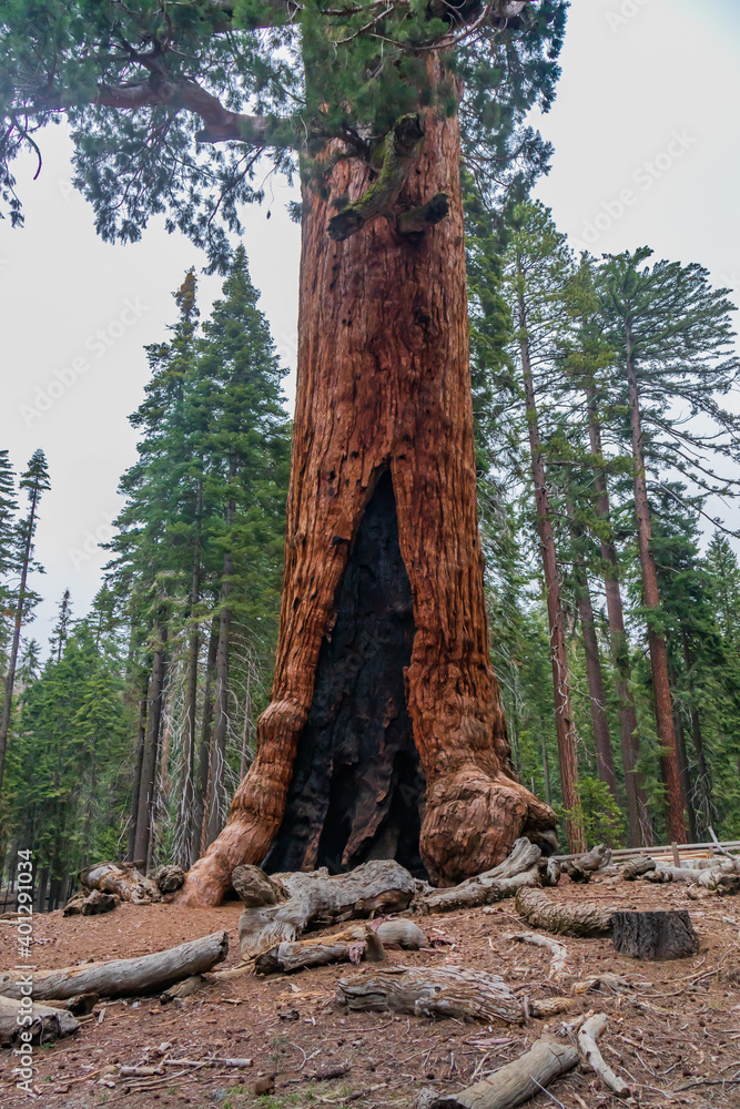 Sequoia tree trunk in Mariposa Grove, Yosemite, California
Sequoia tree trunk in Mariposa Grove, Yosemite, California