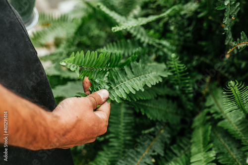 Crop unrecognizable man with tan touching branch of green fern in garden at daytime photo