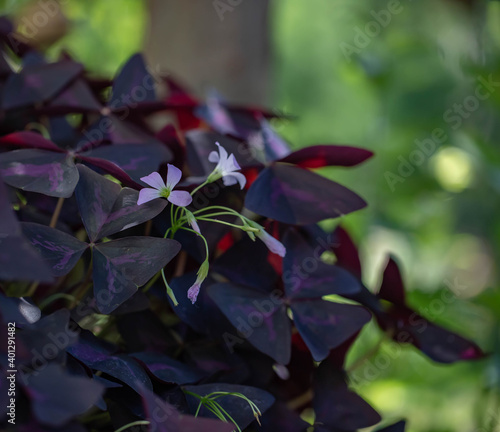 Tiny lavender shamrock flower on this trifolate oxalis plant, with a dark background. photo