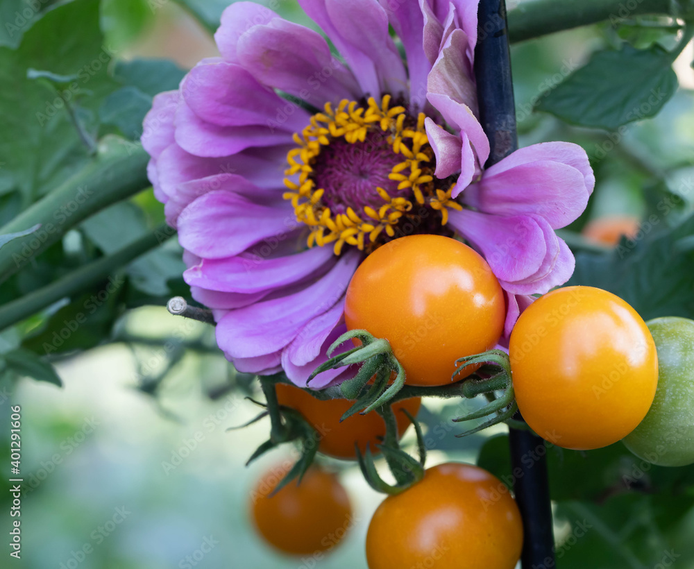 Companion planting of amethyst zinnia with sun gold cherry tomatoes are