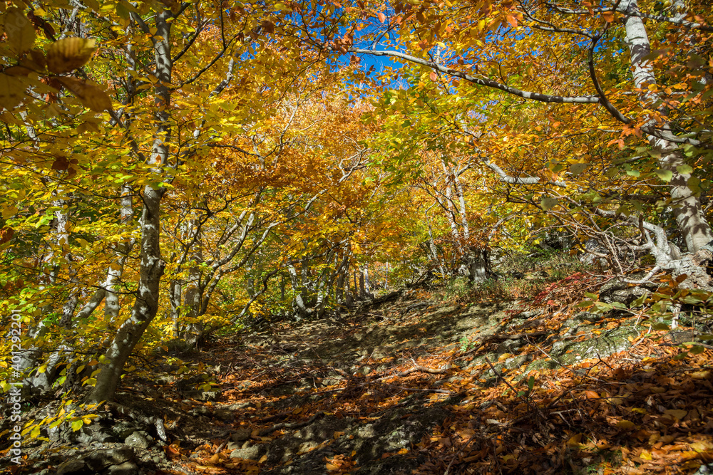Autumn beech forest. Mountain range Demerdzhi, the Republic of Crimea. Autumn beech forest. Mountain range Demerdzhi, the Republic of Crimea.