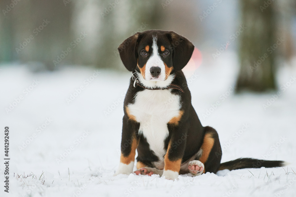 Entlebucher sennenhund puppy in winter. Loyal pet friend Entlebucher sennenhund puppy in winter. Loyal pet friend
