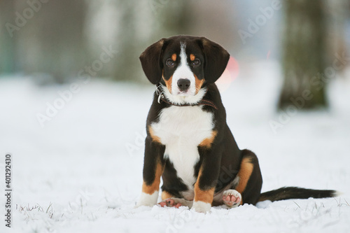 Fototapeta Naklejka Na Ścianę i Meble -  Entlebucher sennenhund puppy in winter. Loyal pet friend