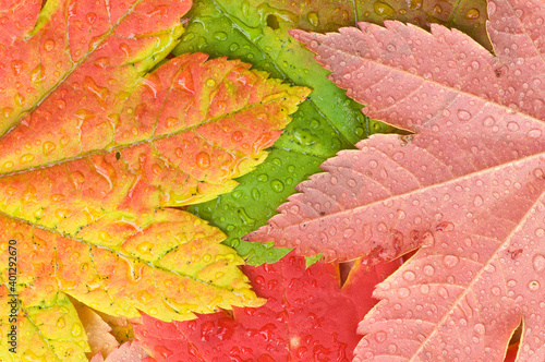 Raindrops collect on colorful vine maple Acer circinatum leaves in Autumn; Mount Rainier National Park, Washington