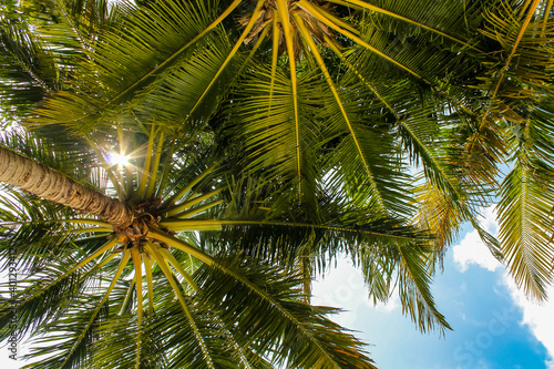 Coconut palms background.