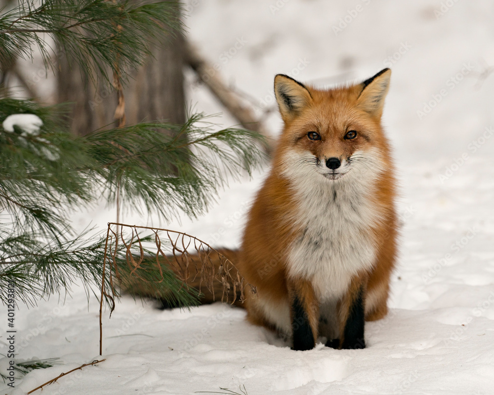 Fototapeta premium Red Fox Stock Photos. Fox Image. Picture. Portrait. Close-up profile view in the winter season sitting on snow in its environment and habitat with snow background displaying bushy fox tail, fur.