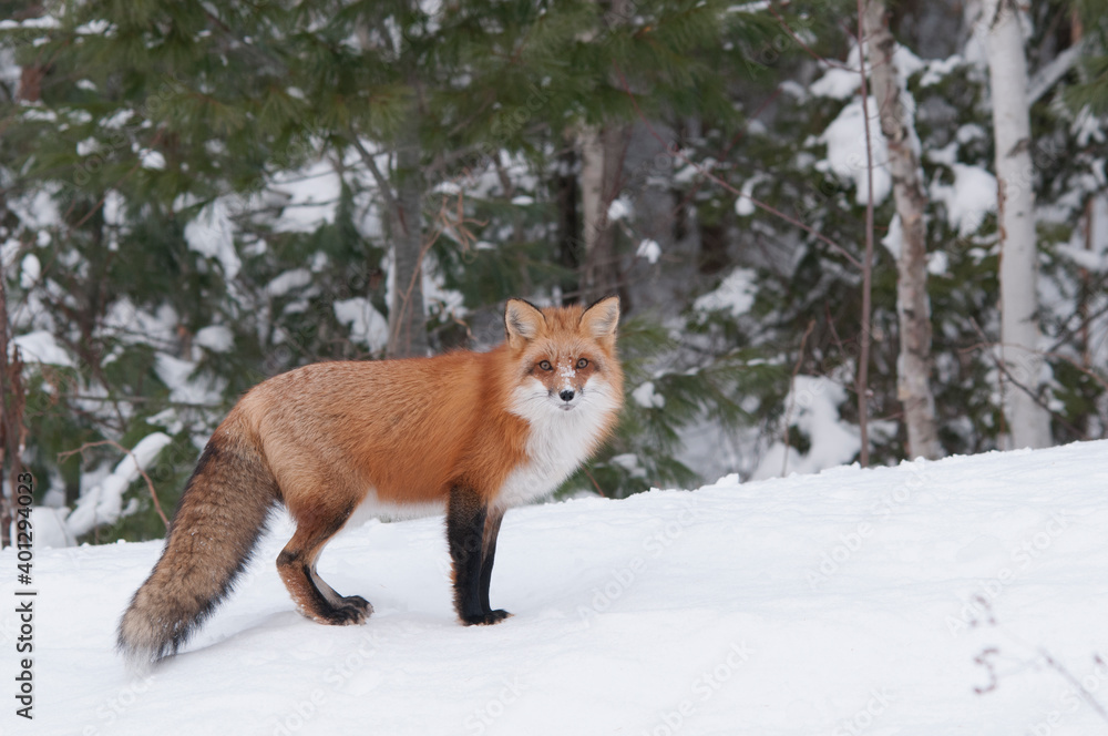 Red Fox stock photos. Red fox close-up profile side view in the forest
