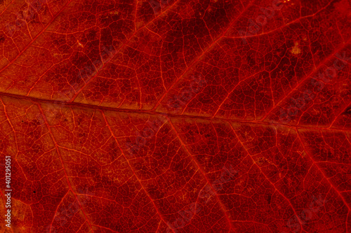 Macro background of colorful autumn dry leaf photo