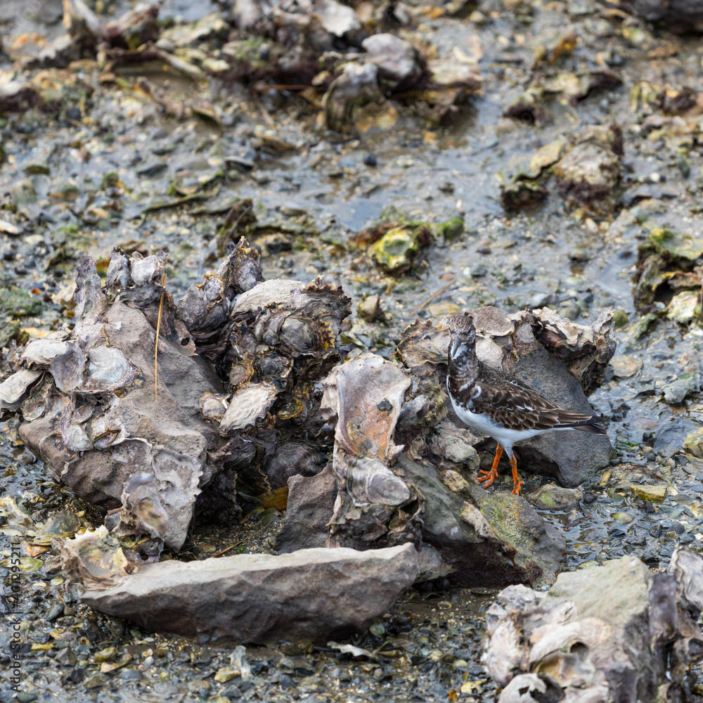 Ruddy turnstone (Arenaria interpres). Marshes of Bengoa, Marismas de Santoña, Victoria y Joyel Natural Park, Cantabrian Sea, Cantabria, Spain, Europe Ruddy turnstone (Arenaria interpres). Marshes of Bengoa, Marismas de Santoña, Victoria y Joyel Natural Park, Cantabrian Sea, Cantabria, Spain, Europe