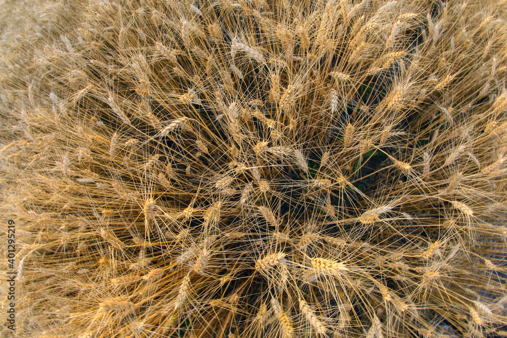 field crops grown with wheat. Agronomy and agriculture. Food industry. field crops grown with wheat. Agronomy and agriculture. Food industry.