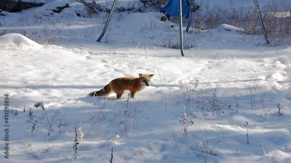 Red Fox, Canidae Vulpes, hunting in the snow in the back yard of a rural property in the Rocky Mountains of Colorado. Handheld shot, the fox is searching for prey under the layers of show. Red Fox, Canidae Vulpes, hunting in the snow in the back yard of a rural property in the Rocky Mountains of Colorado. Handheld shot, the fox is searching for prey under the layers of show.