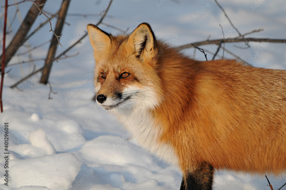 Obraz premium Red Fox stock photos. Red fox head shot close-up profile view looking to the left side in the winter season in its environment and habitat with snow background. Fox Image. Picture. Portrait