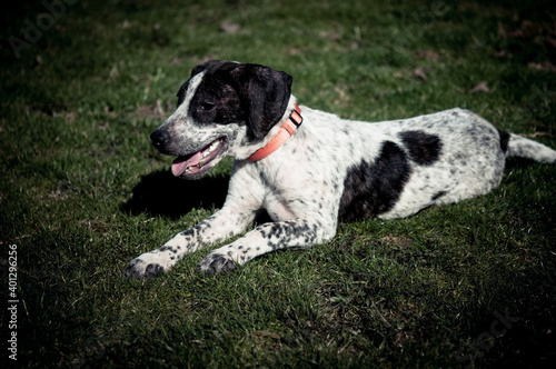 Puppy resting in the grass