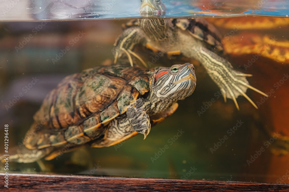 Domestic red-eared turtle in the aquarium. Pond slider. Trachemys scripta. Domestic red-eared turtle in the aquarium. Pond slider. Trachemys scripta.