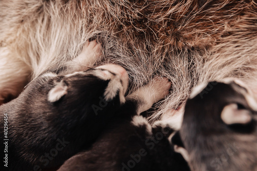 Newborn Siberian Husky puppy sucks milk.