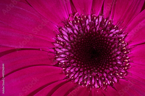 Beautiful gerbera flower close-up.